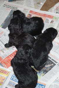 Bouvier pups week 2